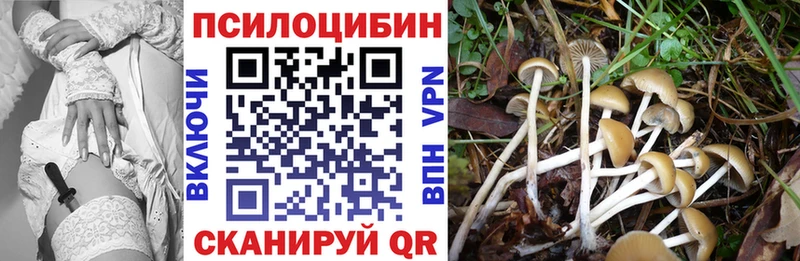 mega маркетплейс  купить   Саров  Галлюциногенные грибы Psilocybine cubensis 